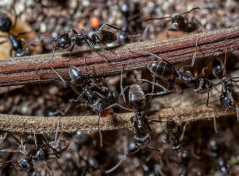 Ameisen unter dem rasen stören. Ameisen im Garten bekämpfen: Kein Problem mit der Plage ...