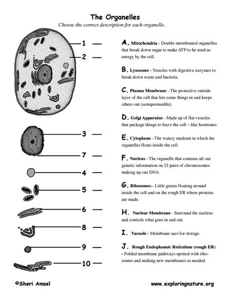 Cell Parts Worksheet Doc