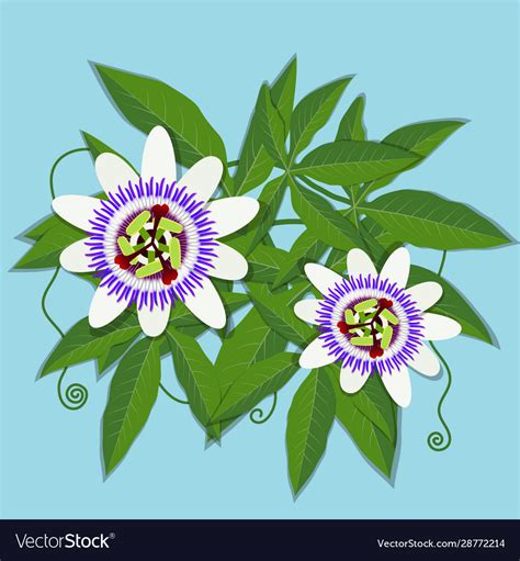 Passiflora Caerulea White Flower Royalty Free Vector Image