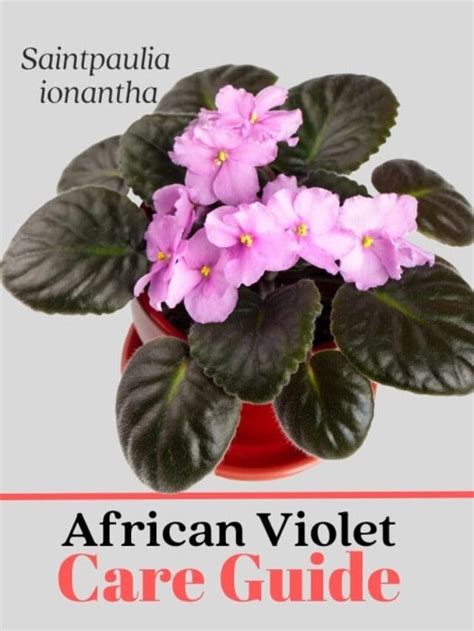Beginners Guide How To Care For Your African Violet Saintpaulia