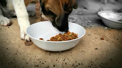Table of contents foods dogs cannot eat what other human food can dogs eat? Can Dogs Eat Granola Safely? | Dog Food Care