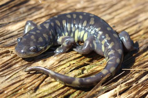 Western Tiger Salamander Ambystoma Mavortium Amphibians And