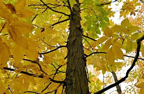 Shagbark Hickory Tree Seedlings Plantly