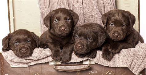 Akc chocolate lab puppies, adams, wisconsin. Cute Chocolate Labrador Puppies For Sale Near Me - l2sanpiero