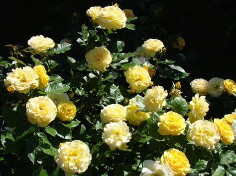The Rose Shop offers advice on how to Plant and Protect ...