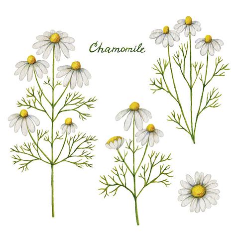 4100 Chamomile Daisy Pictures Illustrations Royalty Free Vector