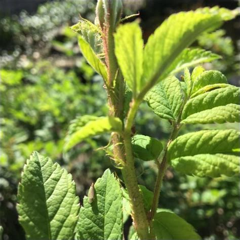 Use this tool to identify weeds in your yard and plan to remove and replace with native alternatives. Free Plant Identification | Flowering shrubs, Shrub roses ...