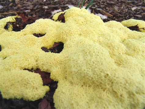 Biomimicry For Designers Slime Mold