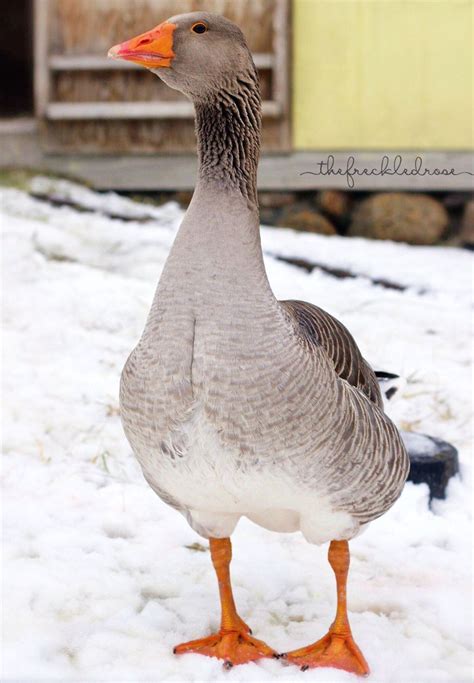 Raising Toulouse Geese Angie The Freckled Rose Geese Breeds Pet
