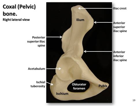 Coxal Pelvic Bone Lateral View With Labels Appendicular Skeleton