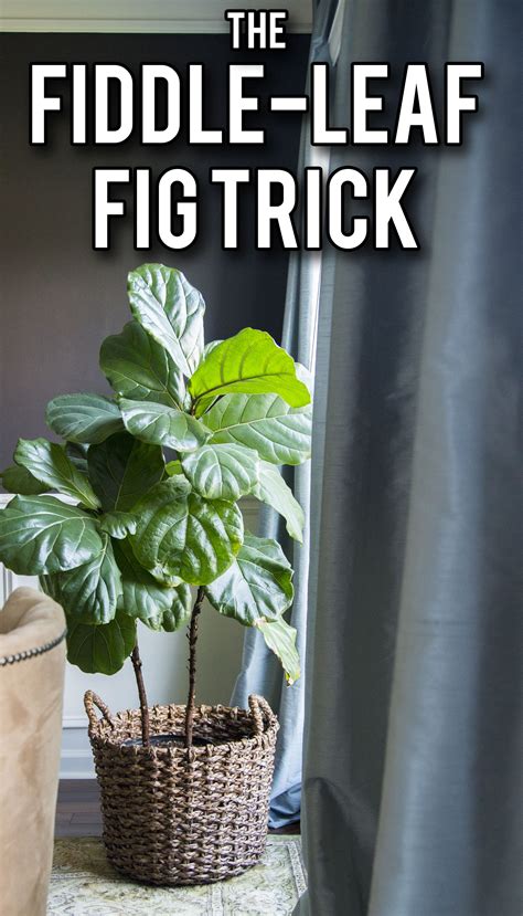 The Simple Way To Keep Your Fiddle Leaf Fig Healthy And Growing Who