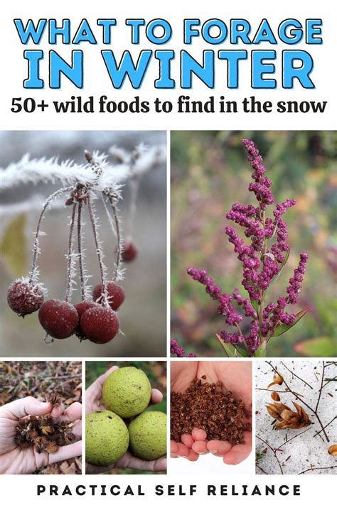 Winter Foraging In Cold Climates 50 Wild Foods In The Snow Wild