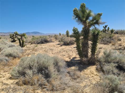 Pct Week 6 The Relentless Mojave Desert The Trek