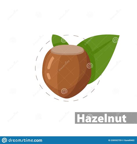 Hazelnuts With Leaves Colorful Clipart Hazelnuts Flat Illustration