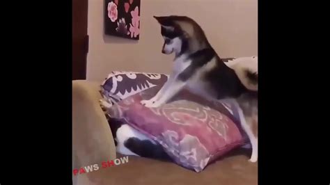 Super Funny Dog Compilation Funny Animals Videos Youtube
