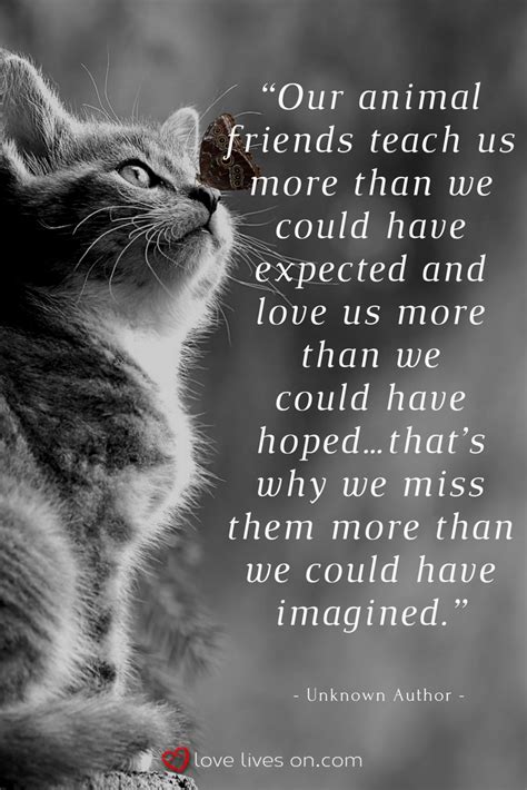 Short Pet Loss Poems Cat 90 Sympathy Quotes For Loss Of Pet And Pet
