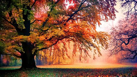 Colorful Autumn Fall Wallpapers Top Free Colorful Autumn Fall