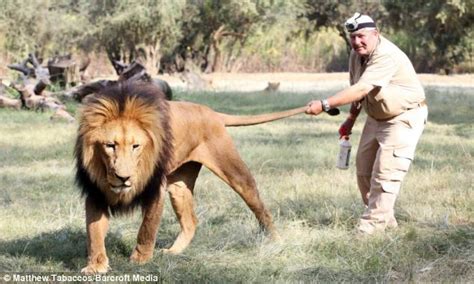 Claws And Effect¿ British Photographer Pulls A Lion¿s Tail With