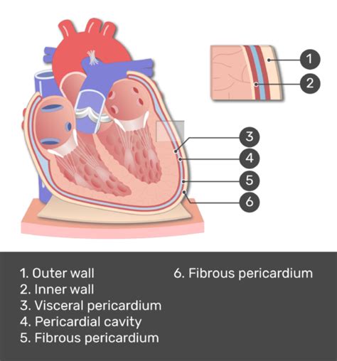 Pericardial Cavity