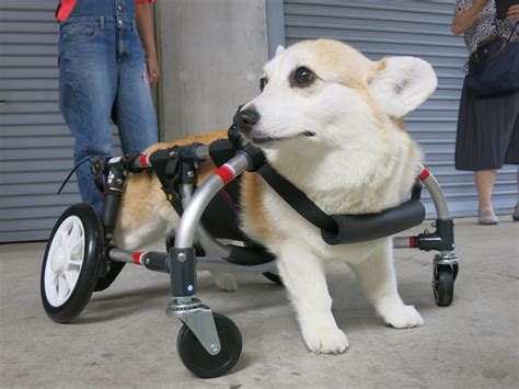 犬の車椅子 小型犬用2輪車いす 2～9kg位 歩行器の通販 By Momobawks Shop｜ラクマ 正規販売