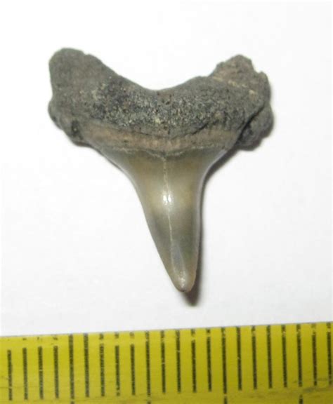 Lamna Nasus Shark Tooth 165 Mm X 15 Mm Fossilwebhop