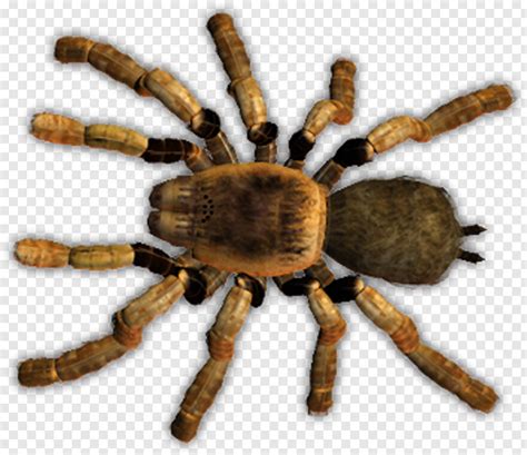 Spider Man Homecoming Black Widow Spider Spider Cute Spider Spider