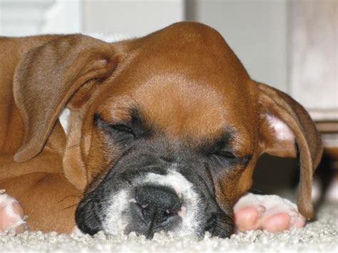Boxer Puppy With The Smart Bump On That Little Noggin With Images
