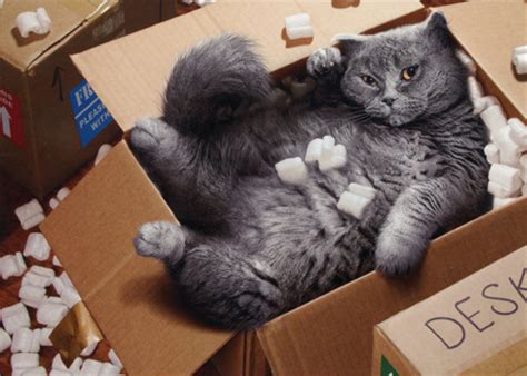 Cat Inside Moving Box Avanti Funny Encouragement Card By Avanti Press Ebay