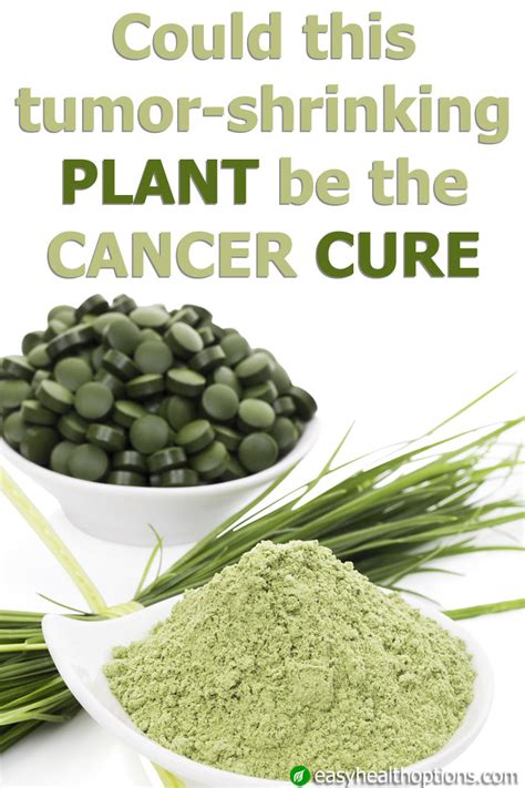 Could This Tumor Shrinking Plant Be The Cancer Cure Easy Health Options