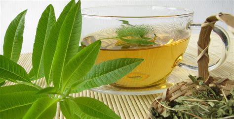 Lemon Verbena Tasty Herb And Tea 5 Health Benefits Dr Axe