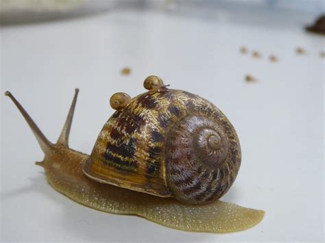 It requires a full day due to its location. El caracol zurdo 'Tomeu' se queda viudo y a cargo de cien ...