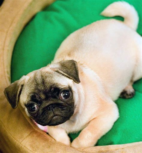 Pug Dog Hd Wallpapers High Definition Free Background