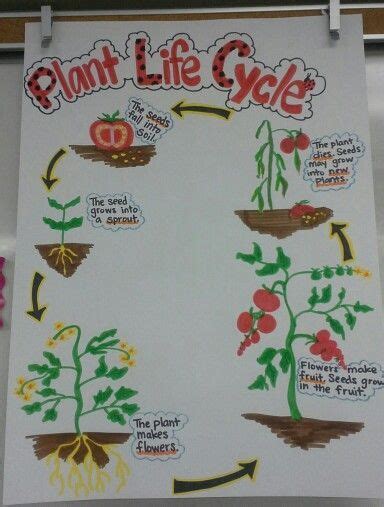 Plant Life Cycle Anchor Chart Tomato Plant Modern Plant Life