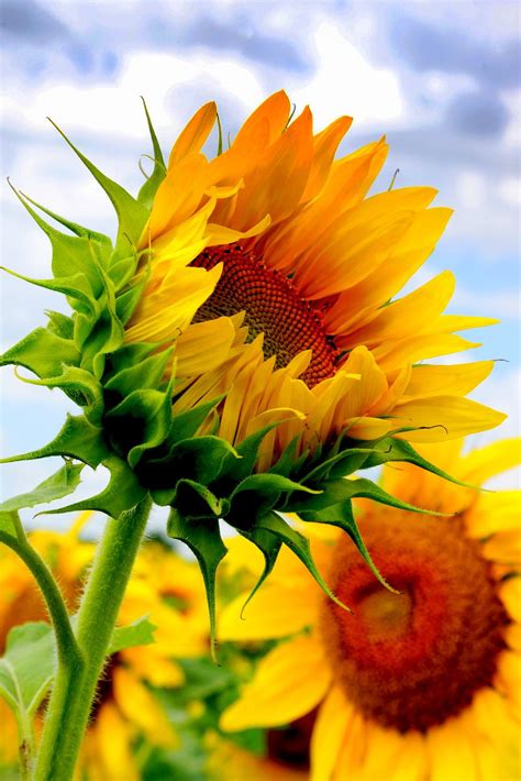 Beautiful Sunflowers Smithsonian Photo Contest Smithsonian Magazine