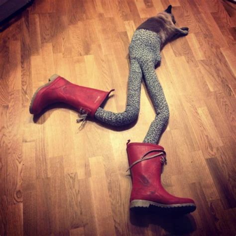 Cats Wearing Tights Is A Thing Gucci The Cats Owner Katja Wulff