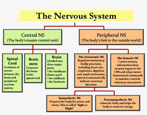 But some scientists have classified them into two divisions in which the ans is included under peripheral nervous system category. Central Nervous System Diagram Chart / Introduction To Neuroanatomy Physiopedia / This body ...