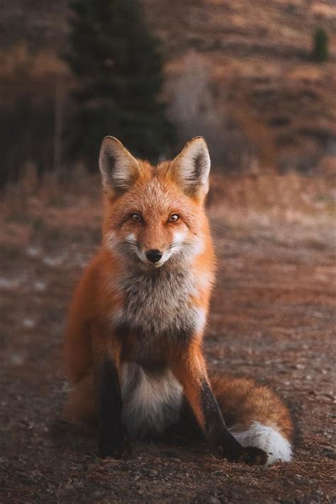 The 25 Best Red Fox Ideas On Pinterest Foxes Cute Fox