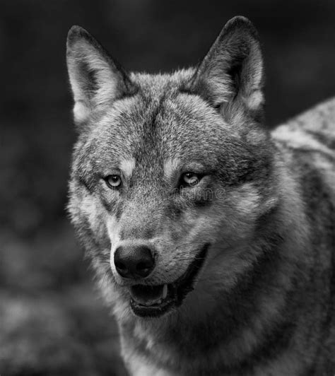 Portrait Of Grey Wolf In The Forest Stock Image Image Of Grey