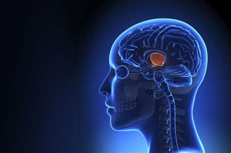 When Stroke Affects the Thalamus | Pituitary gland, Brain injury