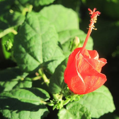 5 Reasons To Grow Turks Cap In Texas North Haven Gardens