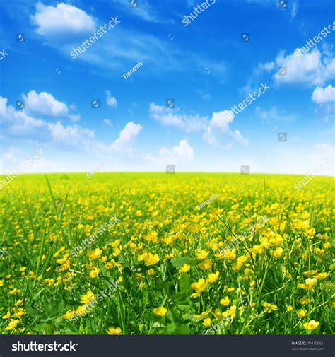 Spring Flower Field Blue Sky Stock Photo 70419961 Shutterstock