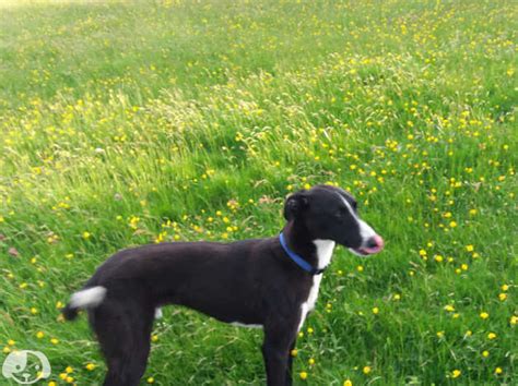 Collie Greyhound Saluki Greyhound For Sale In Consett Dh8 On Freeads