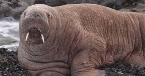 Watch Giant Walrus That Visited Ireland Appears In Wales