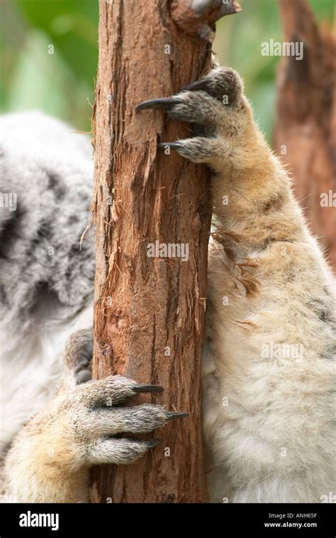Koala Paws Australia Phascolarctos Cinereus Stock Photo Alamy