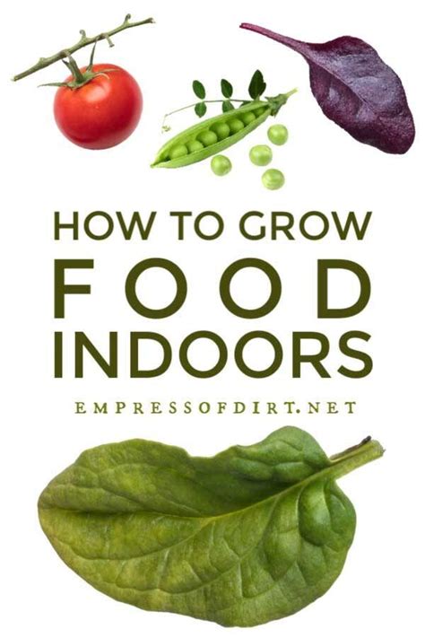 How To Grow Vegetables Indoors Easy Beginners Guide Growing