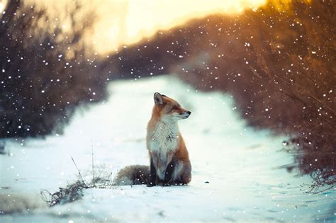15 Stunning Winter Fox Photos Thatll Make You Fall In Love With Foxes