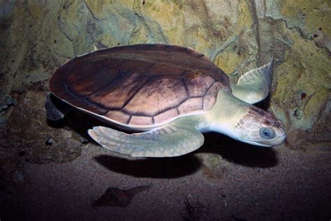 Flatback Sea Turtle Natator Depressus Territory Wildlife Park