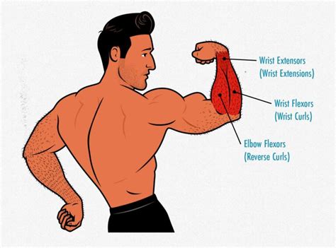 Forearm Training How To Build Bigger Forearms