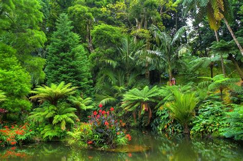 Download Flower Rainforest Tropical Forest Pond Nature Jungle Hd Wallpaper