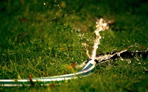 Overwatering Your Lawn Warning Signs